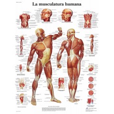 Lámina 3B La Musculatura Humana